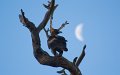 eagle moon